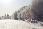 Külmetanud metsaserv